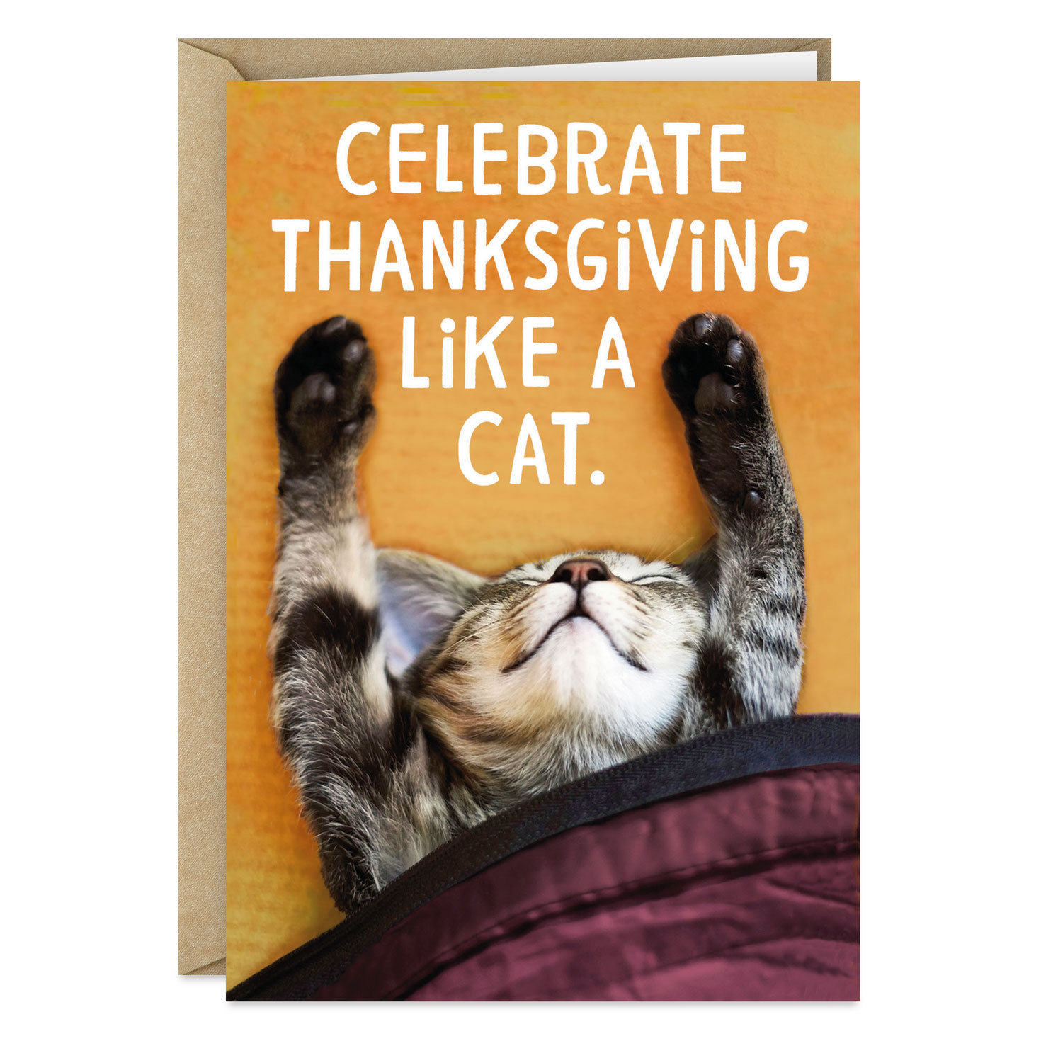 Celebrate Like A Cat Funny Thanksgiving Card - Greeting Cards throughout Cat Thanksgiving Cards