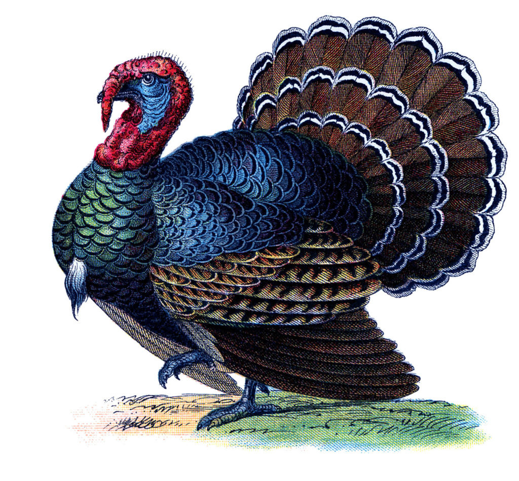 14 Thanksgiving Turkey Pictures! - The Graphics Fairy intended for Printable Colored Turkeys Informational, Commercial