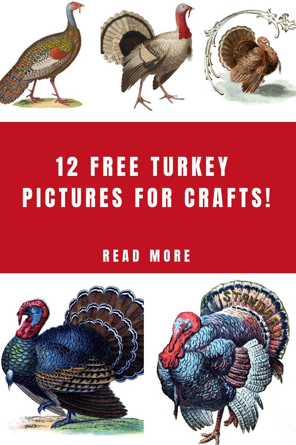 14 Thanksgiving Turkey Pictures! - The Graphics Fairy within Turkey Pictures Printable Free Informational