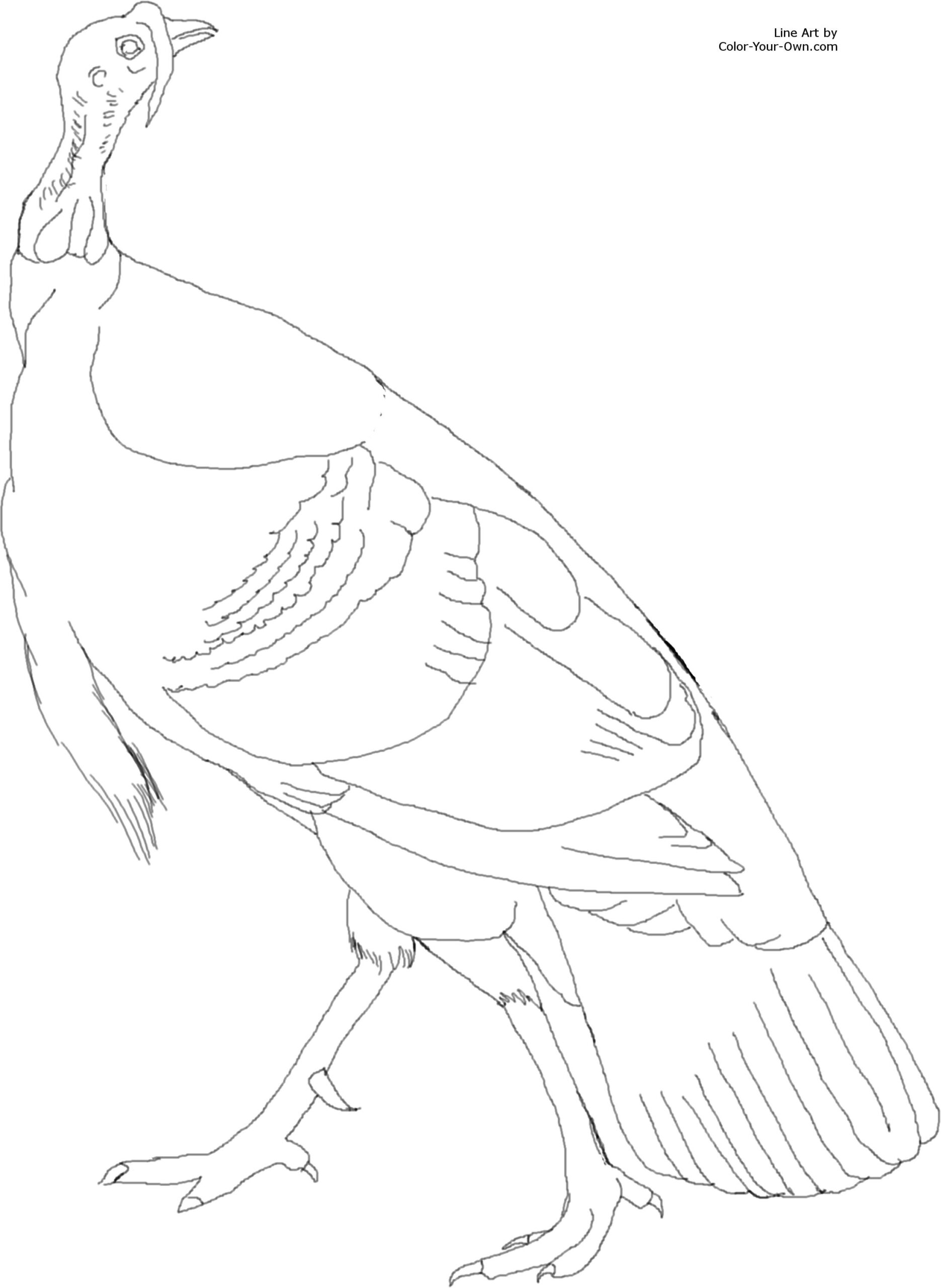 American Wild Turkey Coloring Page for Wild Turkey Coloring Pages Printable