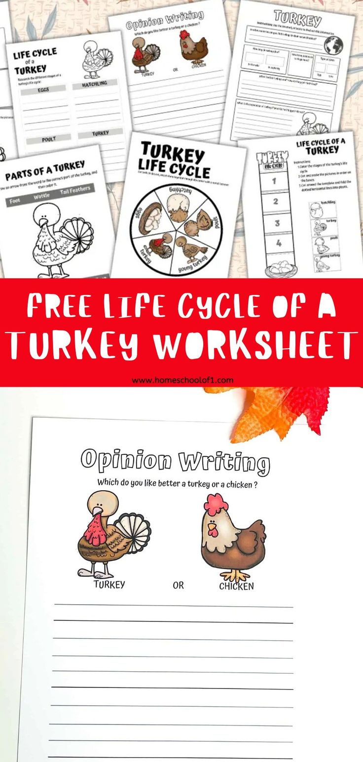 Free Life Cycle Of A Turkey Worksheet for Free Printable Life Cycle Of A Turkey