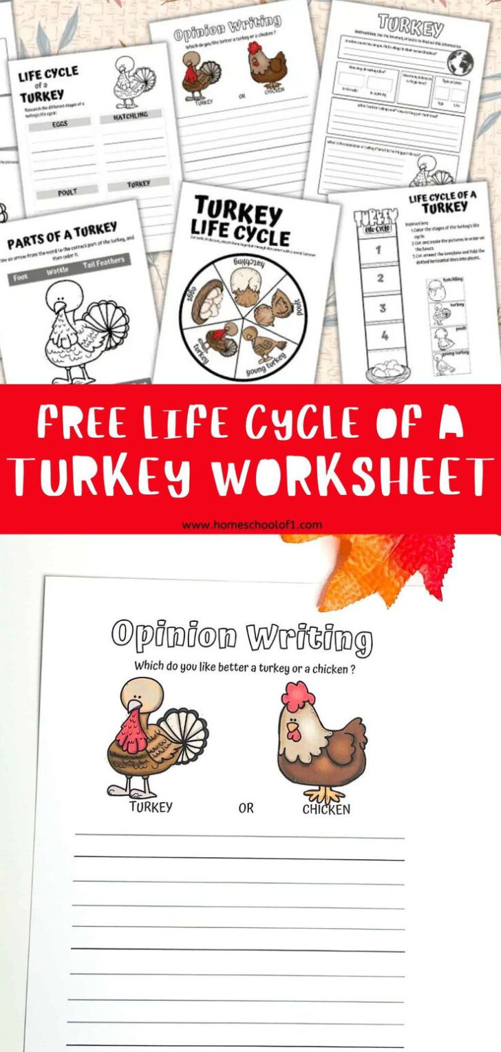 Free Printable Life Cycle of a Turkey Free Printable Life Cycle of a Turkey