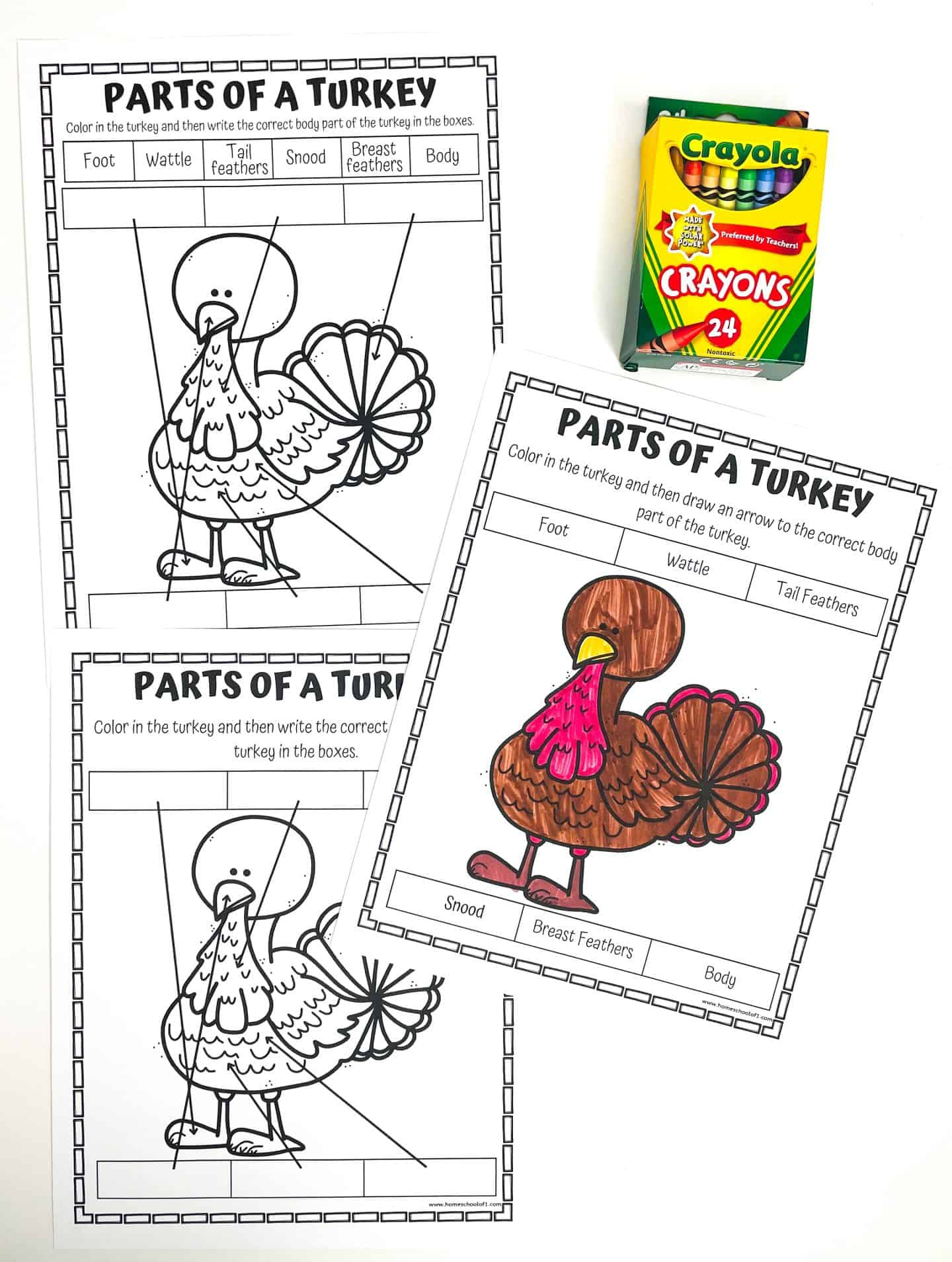 Free Parts Of A Turkey Worksheet within Printable Parts Of A Turkey