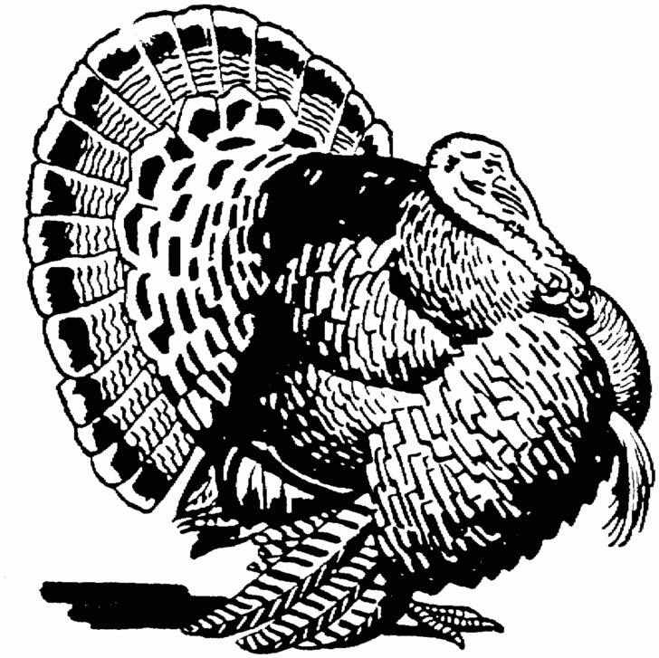 Wild Turkey Coloring Pages Printable