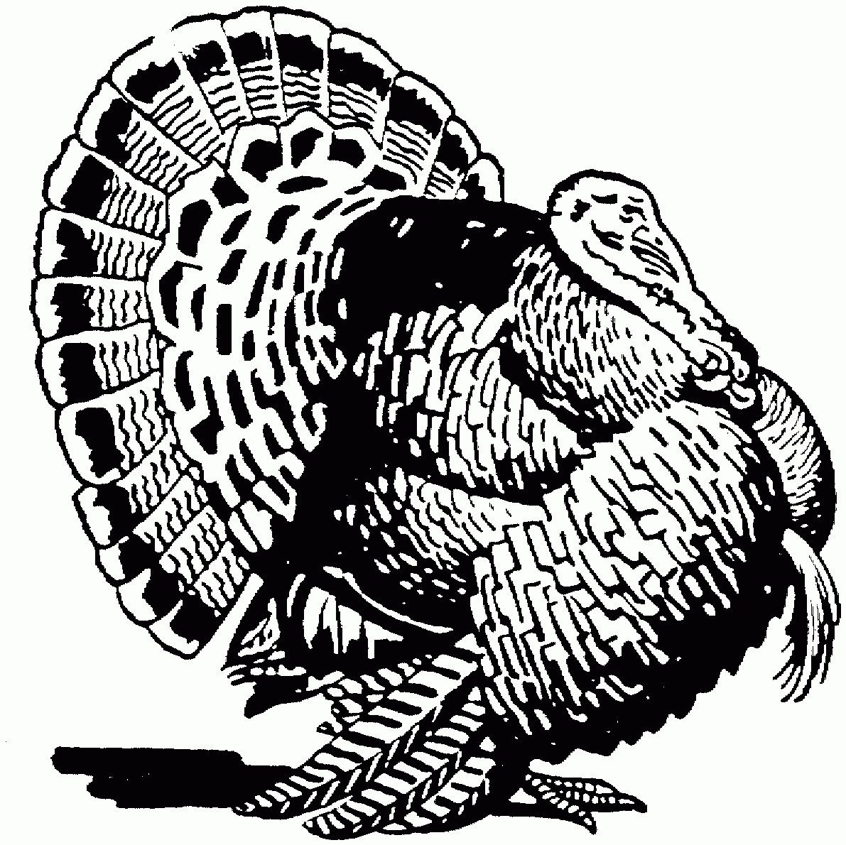 Free Turkey Coloring Pages with Wild Turkey Coloring Pages Printable