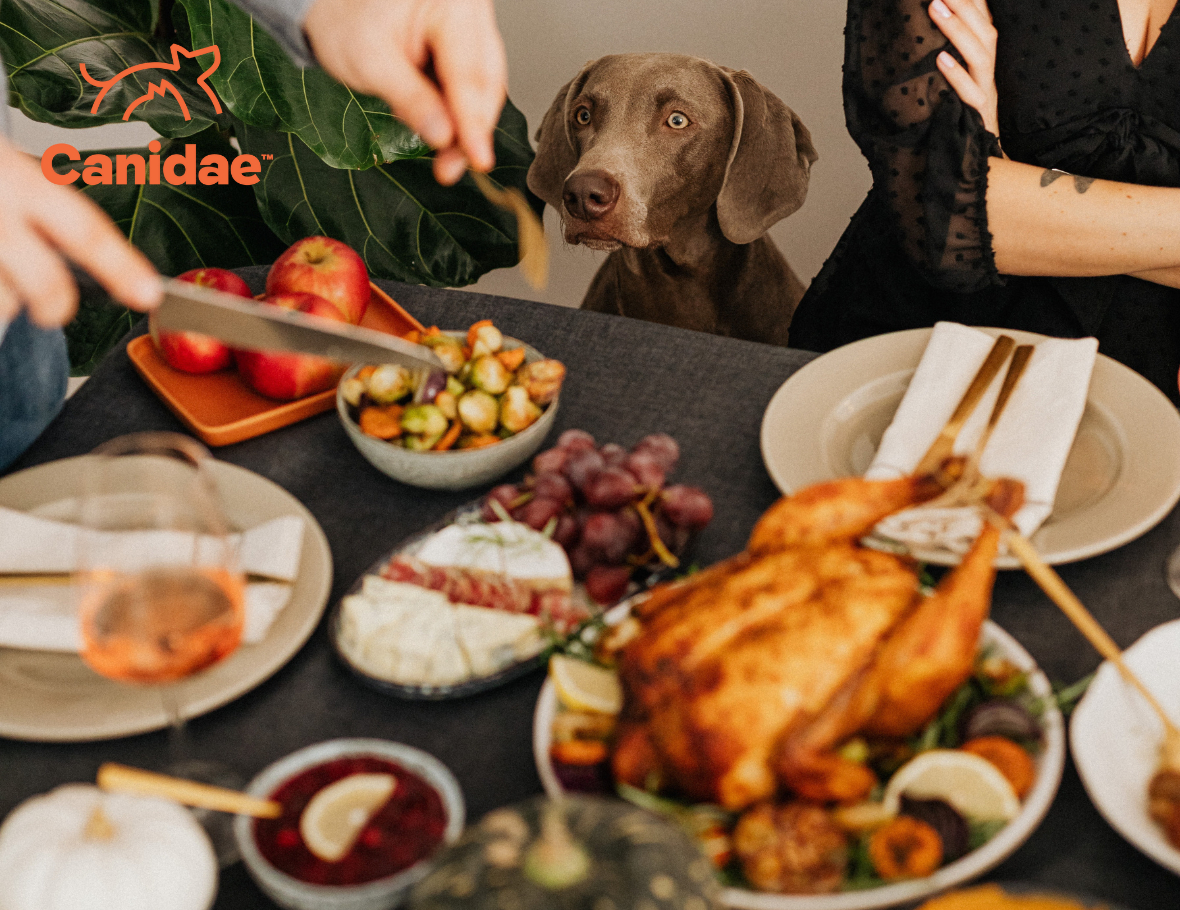 Is Thanksgiving Food Safe For Dogs And Cats? - Canidae intended for Dog Thanksgiving Menu Templates