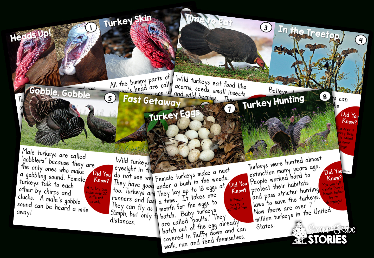 Let'S Talk Turkey - Nonfiction Turkey Fun! - Second Grade Stories throughout Turkey Head Printable Informational