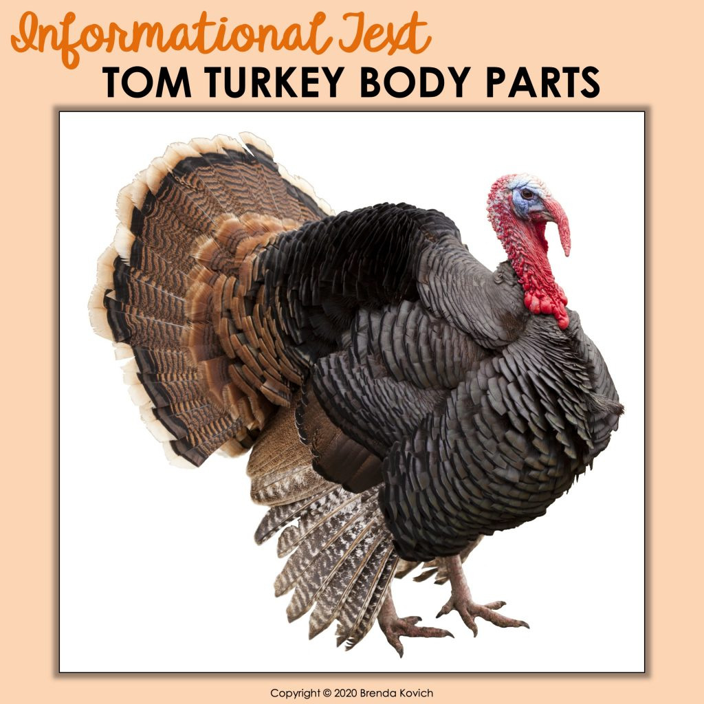 November Online Learning Activities - Enjoy Teaching With Brenda regarding Tom Turkey Printable Informational