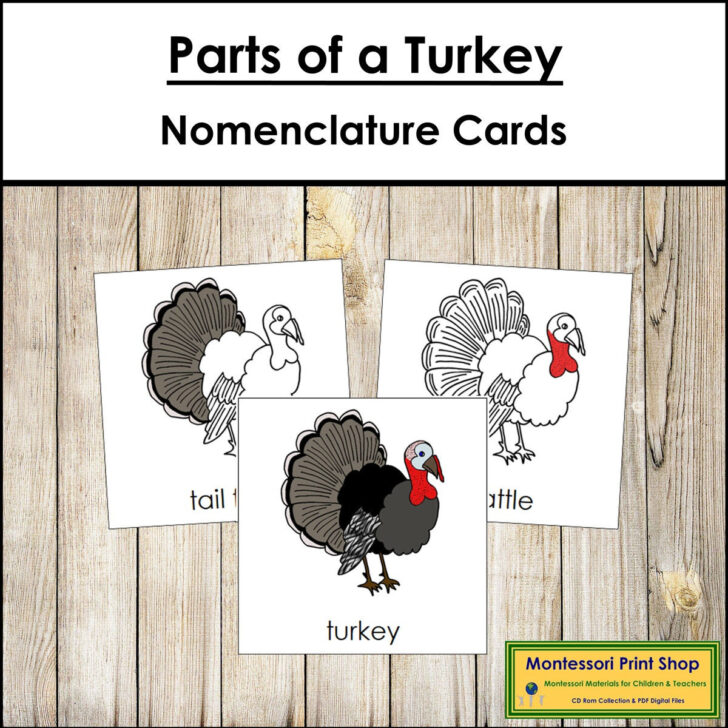 Printable Parts of a Turkey Printable Parts of a Turkey
