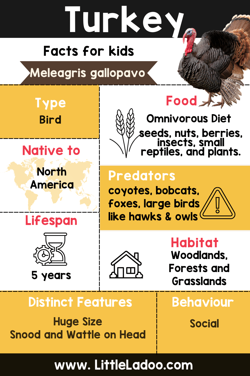 Turkey Facts For Kids for Free Turkey Templates Printables Informational