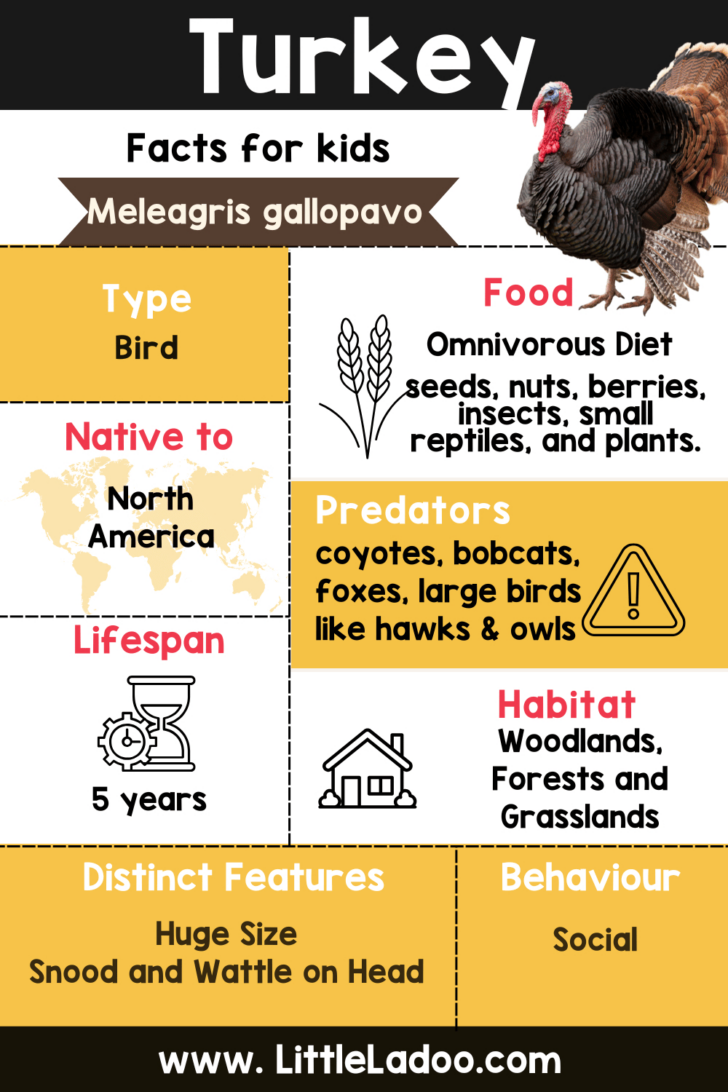 Free Printable Template of a Turkey Informational Free Printable Template of a Turkey Informational