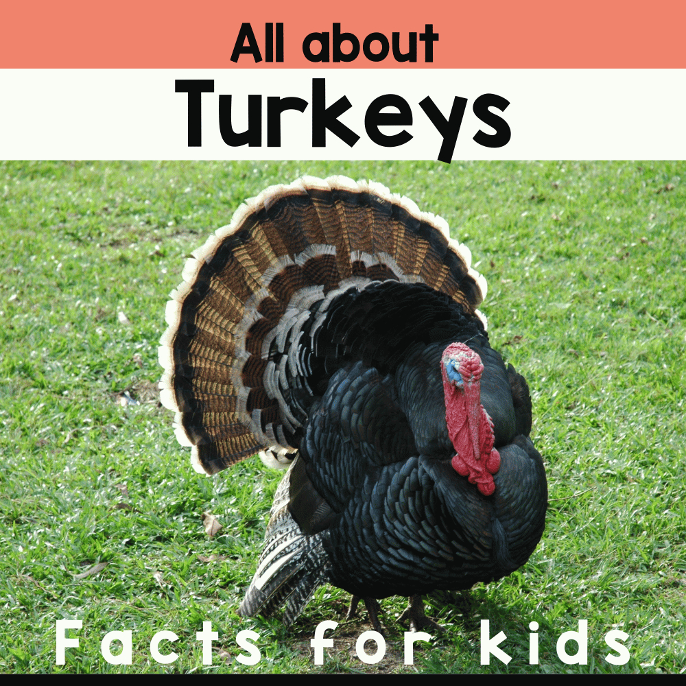 Turkey Facts For Kids regarding Turkey Head Printable Target Informational