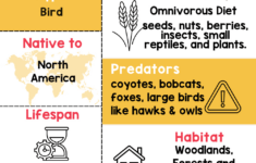 Turkey Facts For Kids with Large Turkey Template Printable	Informational