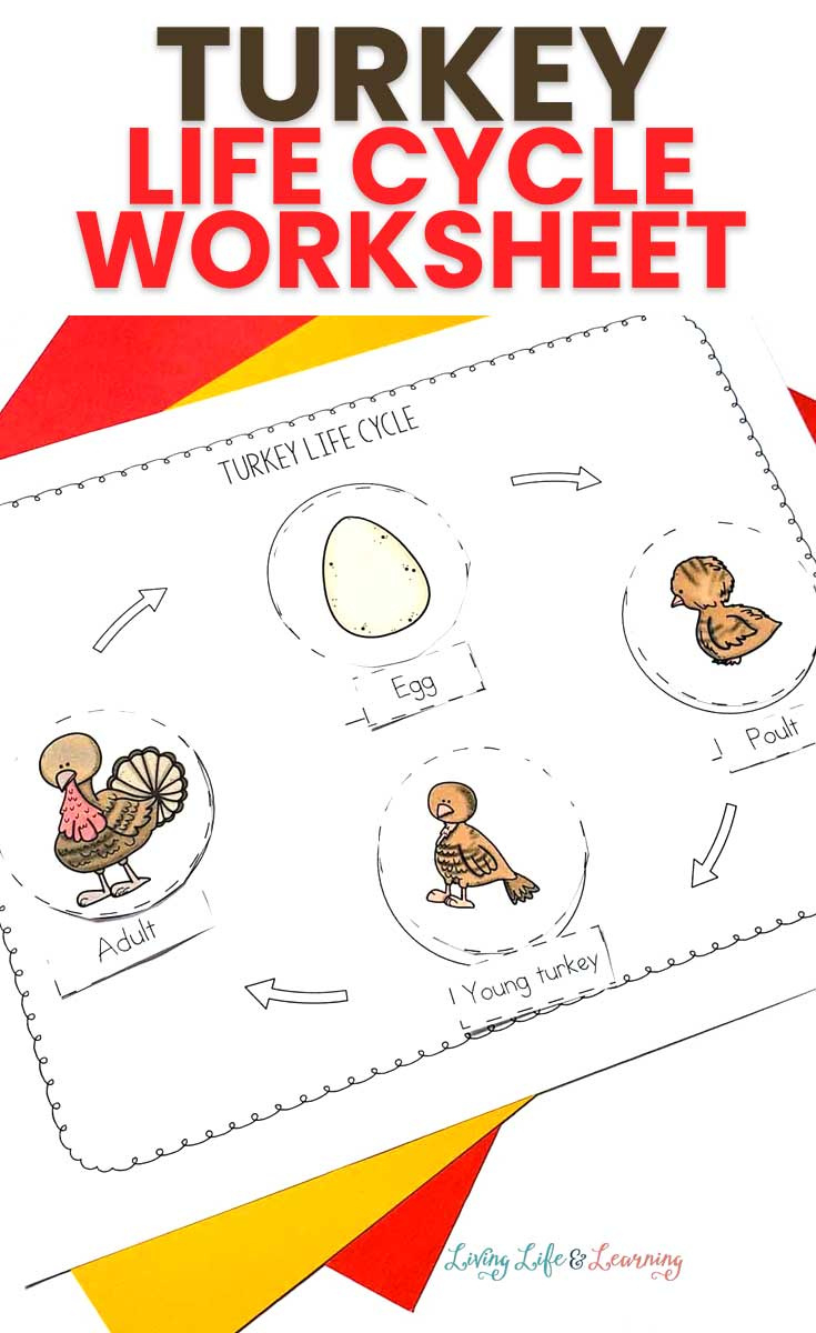 Turkey Life Cycle Free Printable | Free Homeschool Deals © pertaining to Free Printable Life Cycle of a Turkey