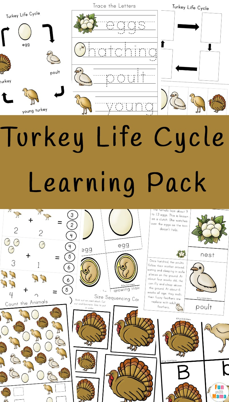 Turkey Life Cycle - Fun With Mama with regard to Free Printable Life Cycle Of A Turkey