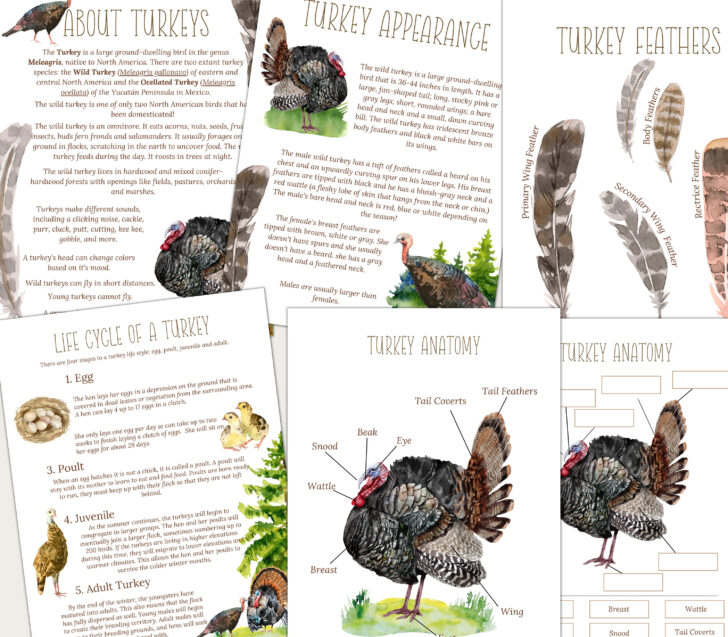 Printable Colored Turkey Feathers	Informational