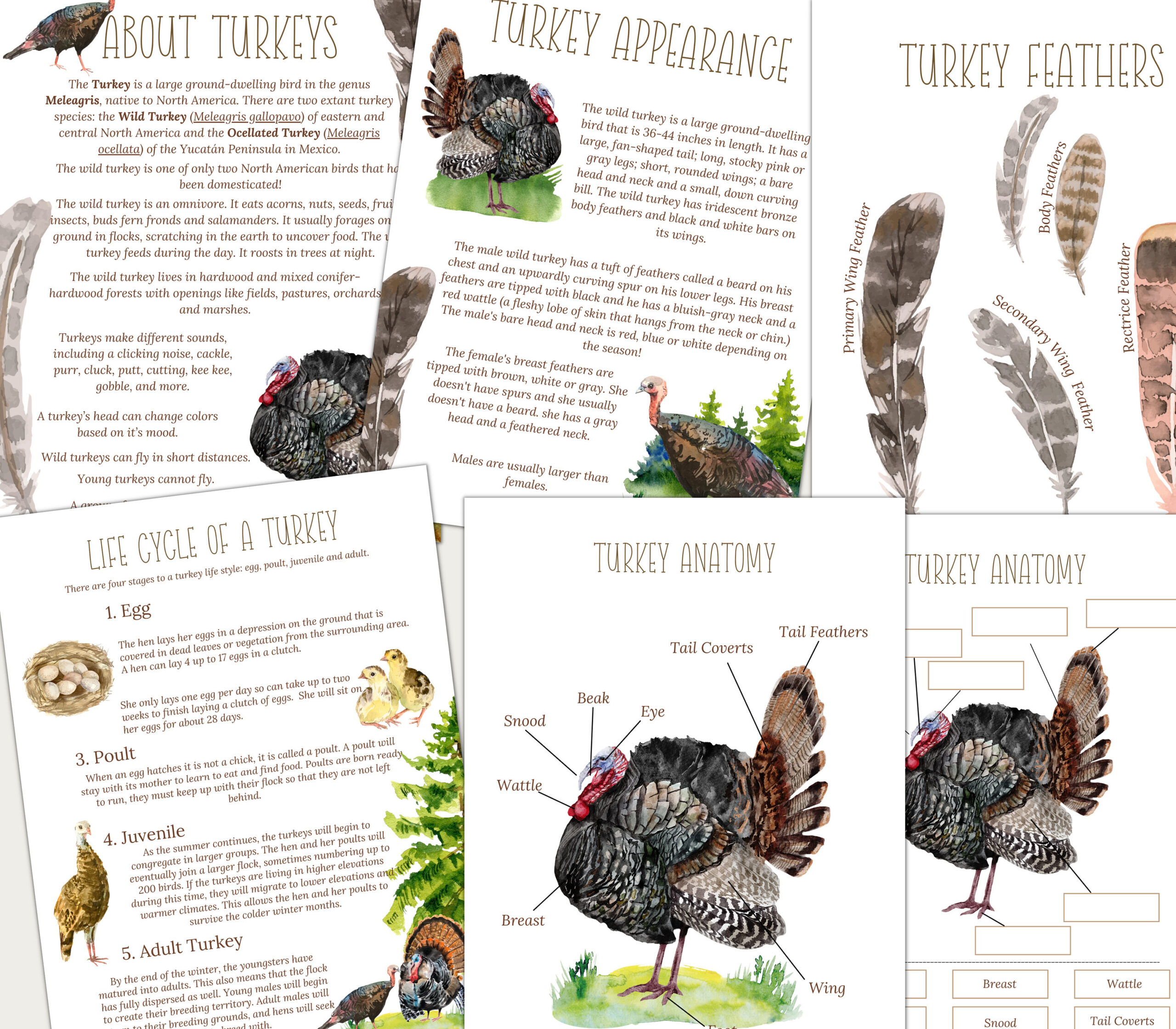 Turkey Unit Study, Life Cycle, Anatomy, Montessori 3 Part Cards throughout Printable Colored Turkey Feathers Informational