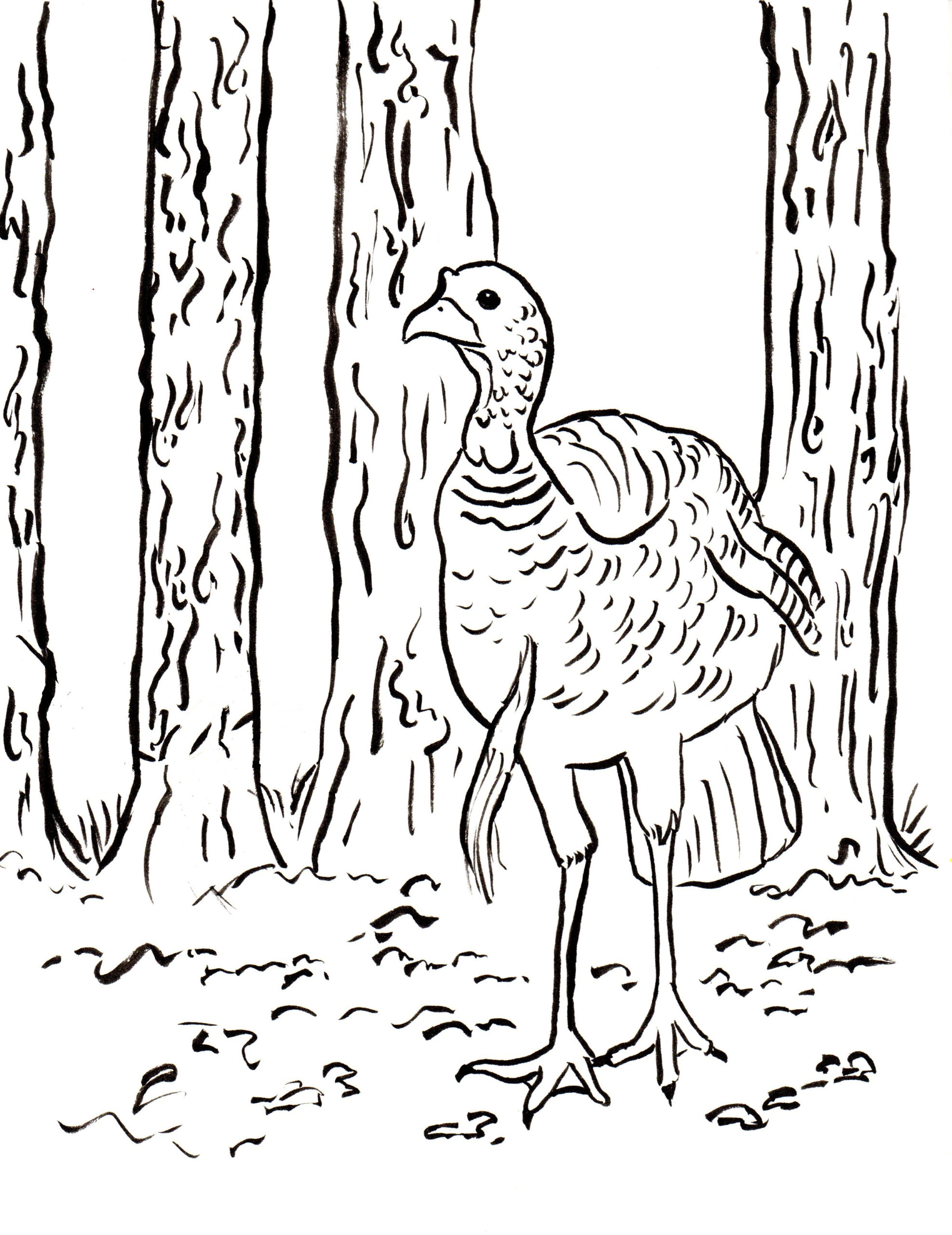 Wild Turkey Coloring Page | pertaining to Wild Turkey Coloring Pages Printable
